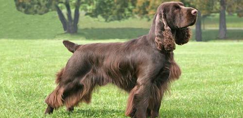田野小猎犬怀孕忌食什么？