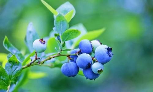 为什么养了两年的盆栽蓝莓不开花呢？